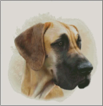 (image for) Great Dane